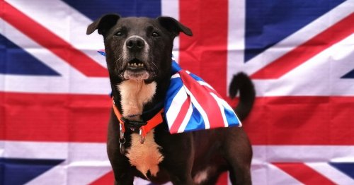 Dogs called Elizabeth and Phillip seek new home together for Queen's Jubilee