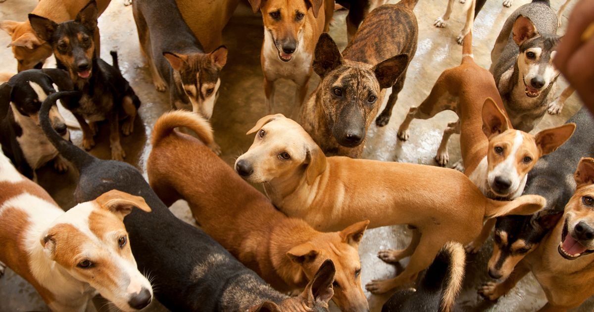Dog trainer shares the 'frenzied lunatic' breed he hates - even if they're adorable