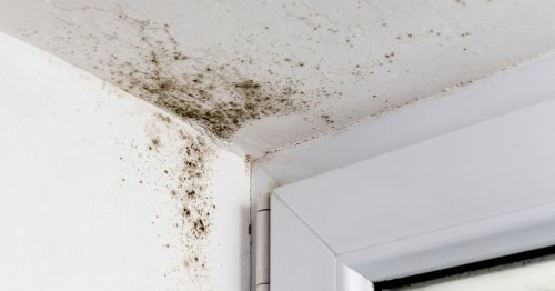 Building expert shares little-known cause of mould and £10 trick to prevent it