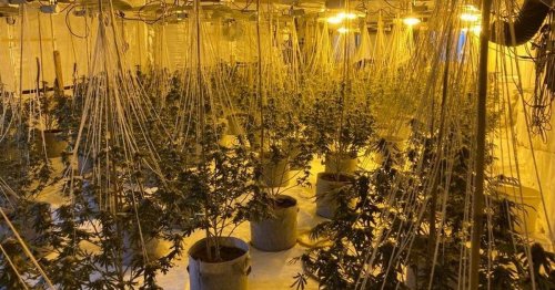 Inside abandoned Boots store turned into giant cannabis factory as cops hunt drugs gang