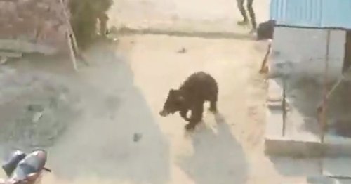 Wild bear goes on ferocious rampage through village as locals attempt to chase it away