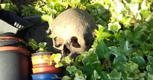 Woman's horror as badgers dump human skulls and bones in garden for a YEAR