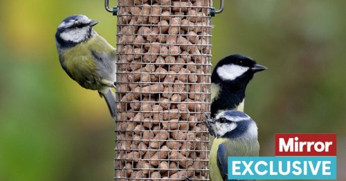 Nature lovers urged to help birds in their gardens ahead of annual species count