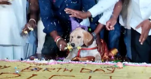 Man slammed for inviting 5,000 people to dog's birthday party - with 100kg cake