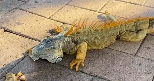 Weather warning issued for raining reptiles as iguanas start falling from sky