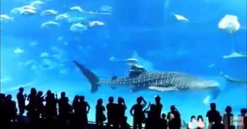Huge fish 'kills itself' in front of aquarium guests after being blinded by camera flash