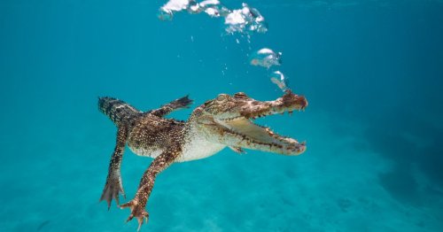 Snorkeler survives horror crocodile attack by ripping its fanged jaws off his head