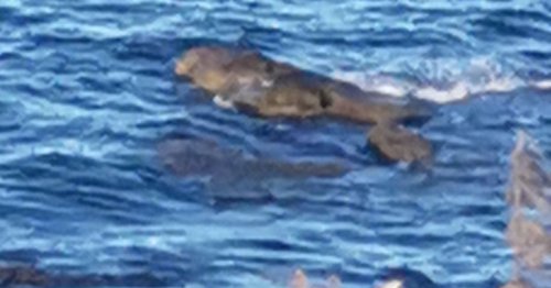 Family spots three 'absolutely huge crocodiles' swimming off UK coast in viral footage