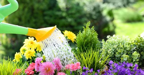 Hot weather watering mistake can be 'death of plants', gardening expert