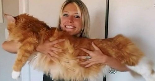 Woman claims her 4ft cat is so big people often mistake the feline for a dog