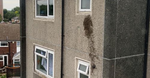 Mum's horror as home 'completely taken over' by 30,000-strong bee tornado