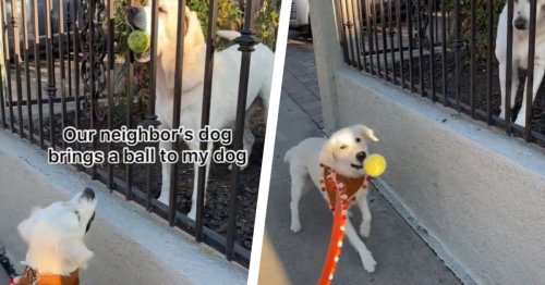Golden retriever adorably passes ball to girlfriend every day
