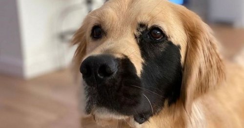 Adorable golden retriever with rare genetic mutation is winning people's hearts