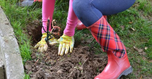 Huge digging mistake gardeners make - as experts say 'extreme caution' should be taken