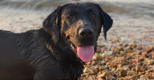 Adorable Labrador mistaken for sausage dog due to tiny legs