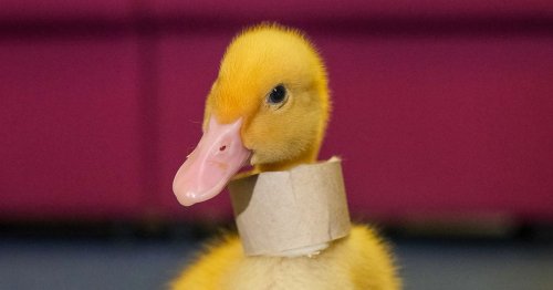 Schoolkids use toilet roll and cotton wool to help injured duckling