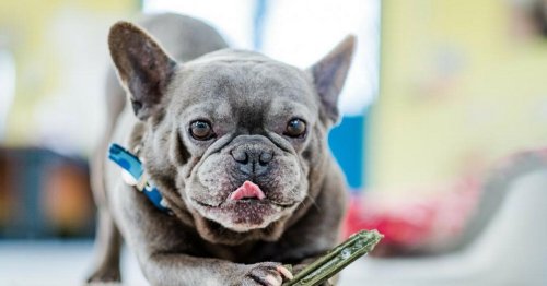 French bulldog dies after crucial surgery to widen airways