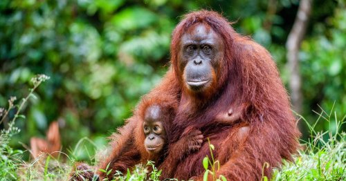 New list of animals at risk of dying out forever - from orangutans to red pandas