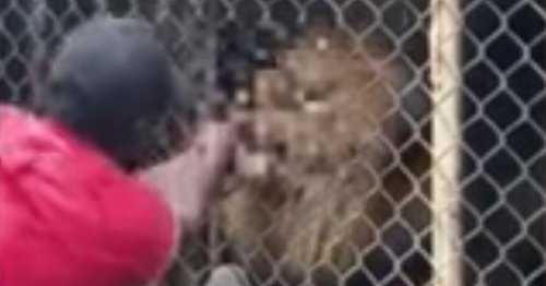 Horrifying moment lion bites off zoo worker's finger after he sticks his hand into cage