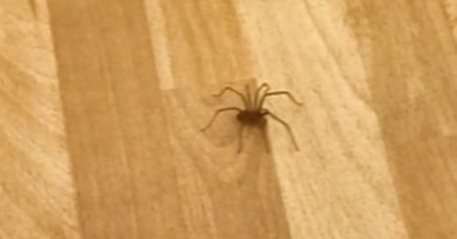 Mum 'traumatised' after fearless toddler runs toward giant spider in viral video