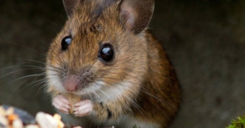 Aldi's 23p kitchen staple that will 'keep away' rats and mice