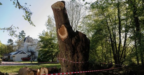 Toby Carvery boss apologises for cutting down 500-year-old Enfield oak tree