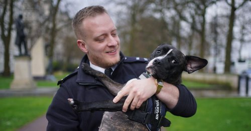 Adorable puppy rescued from squalid flat gets new home with Met police officer who found her