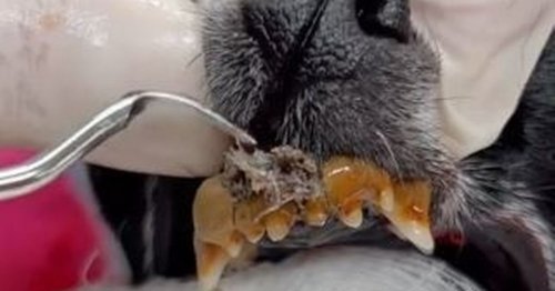 Vet shows disgusting outcome of owners failing to brush their dog's teeth