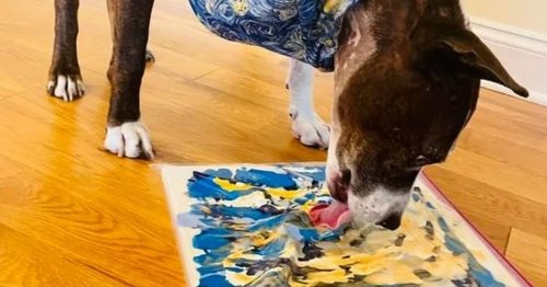 One-eared rescue dog named Van Gogh is artist who has painted over 60 masterpieces