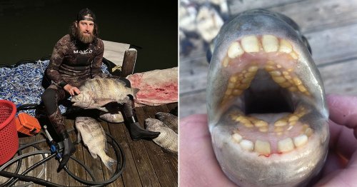 Fish with 'HUMAN TEETH' caught by shocked diver smashes world record for 'dinosaur-like' size