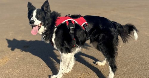 Dog owner in tears after huge turnout for border collie's last ever walk on beach