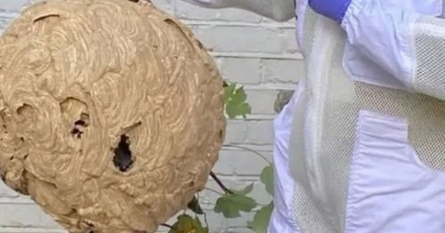 Huge Asian hornet nest as big as a basketball discovered in Essex back garden