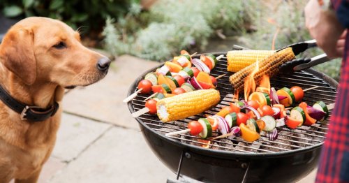 Vet issues warning over common BBQ item that could kill your dog