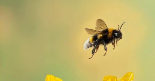 How to make your garden a bee-friendly haven for World Bee Day