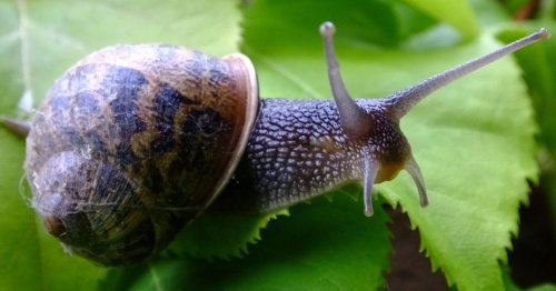 Royal gardener shares four ways to get rid of snails and slugs that infest gardens