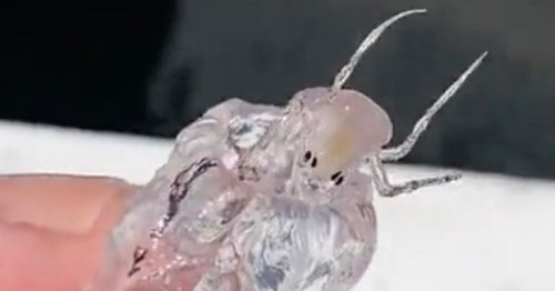Fishermen catch transparent 'alien' creature with big claws leaving them baffled