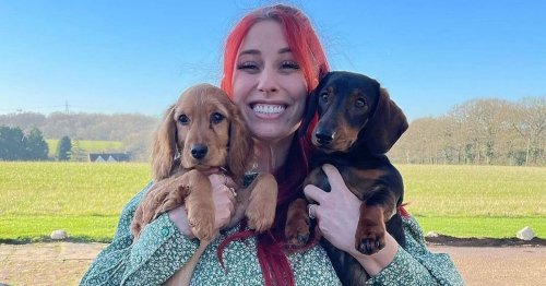 Stacey Solomon welcomes new family member as she takes abandoned dog home