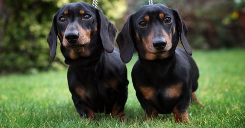 Dog walker beaten bloody by thieves trying to steal miniature Dachshund in park