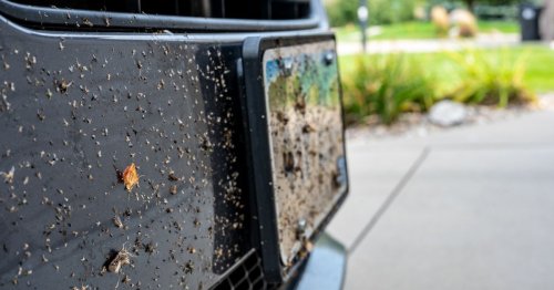 Drivers urged not to clean dead bugs off licence plates this summer