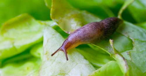 Warning not to kill slugs or snails in your garden - or use slug ...