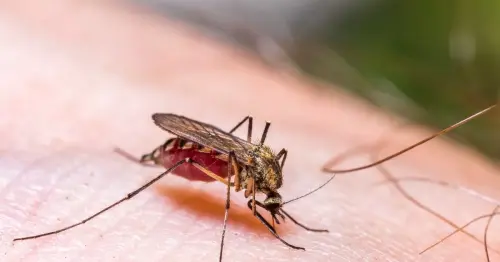 Dermatologist reveals gross reason some people get more mosquito bites than others