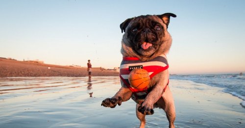 Pet expert warns Brits can be fined for bringing dogs to popular summer locations