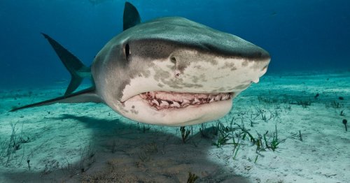 Shark attack victim from 3,000 years ago found inside skeletal remains