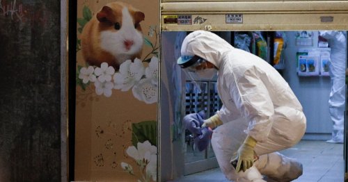 Hong Kong orders hamster cull and ban on kissing pet after positive Covid tests