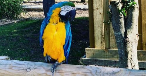 Parrots removed from UK wildlife park after they started swearing at customers