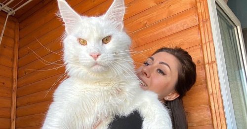 World's biggest cat is as tall as two-year-old child and gets mistaken for a dog