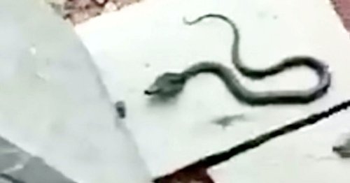 Horrified teacher 'scarred' after finding venomous cobra hidden inside girl’s schoolbag
