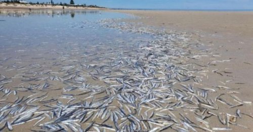 Hundreds of dead fish wash up on Adelaide beach sparking mystery for locals