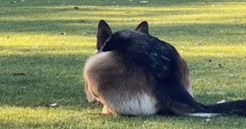 Excitable way Golden Retriever and German Shepherd greet each other is adorable