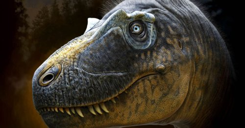 'Frightful' dinosaur with HORNS around its eyes roamed the Earth 76million years ago